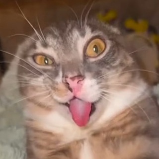 Telegram profile photo for Йож