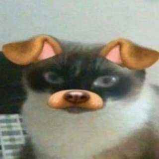 Telegram profile photo for D510
