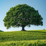 Telegram profile photo for YDachaRelax перезапуск 24-26.02