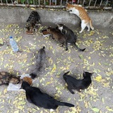Telegram profile photo for Котики,зелёный чай и плов