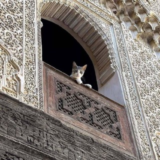 Telegram profile photo for Gifs | گیف های دزدی