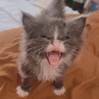 Telegram profile photo for Оладушек