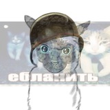Telegram profile photo for Подвальные крысы