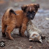 Telegram profile photo for "Помощь животным" Ялта 🐈🐕🐈⬛️