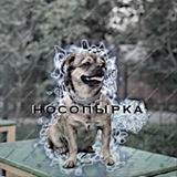 Telegram profile photo for носопырка🤡