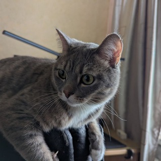 Telegram profile photo for AFaGP Барахолка