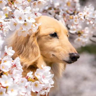 Telegram profile photo for Собачники Мариуполя