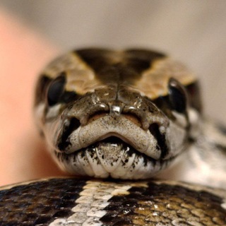 Telegram profile photo for DAGER's reptiles (16+)