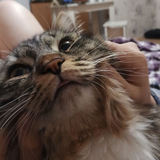 Telegram profile photo for будни мамы Лизы