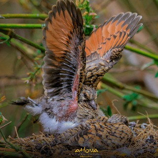 Telegram profile photo for AHOVA NATURE