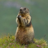 Telegram profile photo for Сурки в Сурково