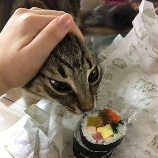 Telegram profile photo for MeowMeowMeow