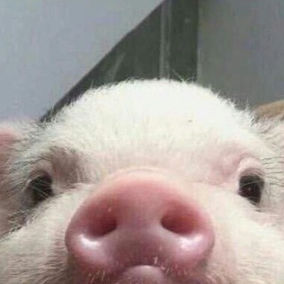 Telegram profile photo for sponsex