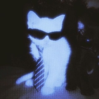 Telegram profile photo for ˚₊⋅─── /ᐠ - ˕ -マ ───⋅ ˚₊