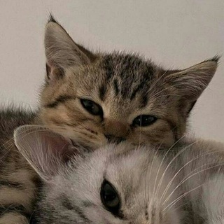 Telegram profile photo for Сытый кот (корм для Мариуполя)