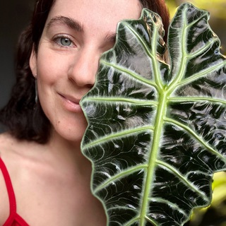 Telegram profile photo for LesHome: продажа растений и кашпо🌱
