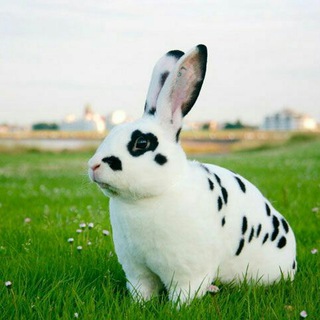 Telegram profile photo for Vօძiy Quyon BOZOR (KANAL)i🐇