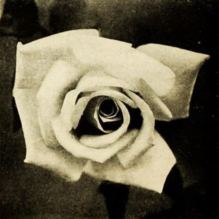 Telegram group profile photo for The White Rose Nevada