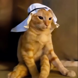 Telegram profile photo for arab cat