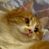 Telegram profile photo for Лютик Солнечный