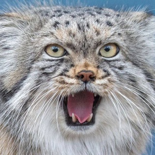 Telegram profile photo for ДИКИЕ КОШКИ