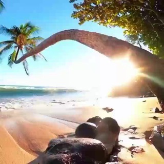 Telegram profile photo for Paradise