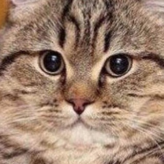 Telegram profile photo for Т У Р Б О Р А Ч Ь Ё