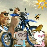 Telegram profile photo for Peach Goma Cat - Cheems y +.
