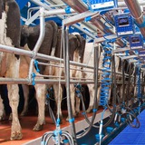 Telegram profile photo for Florapower - Agro&Dairy - технологии скотоводства. Чорва технологиялари.