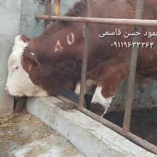 Telegram profile photo for مال بازار ترکمن صحرا
