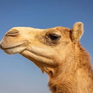 Telegram profile photo for Btc_30k_Frfr Tether Maxi