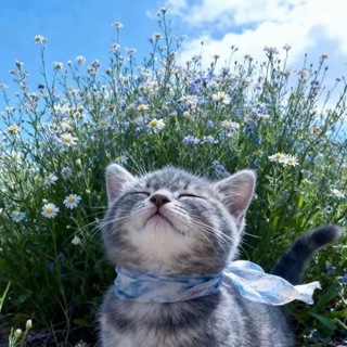 Telegram profile photo for барсик