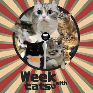 Telegram profile photo for Week With Cats