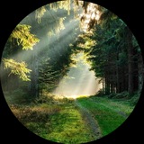 Telegram profile photo for •🌳Лесной уголок🌲
