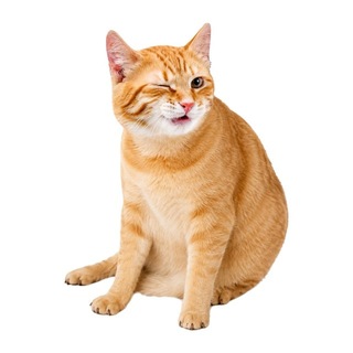 Telegram profile photo for Wink Cat