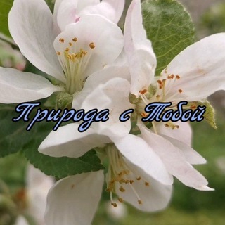 Telegram profile photo for Природа с Тобой