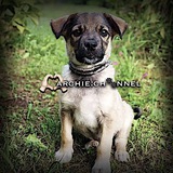 Telegram profile photo for 𝗔𝗿𝗰𝗵𝗶𝗲.𝗰𝗵𝗮𝗻𝗻𝗲𝗹🫶🏼🐾