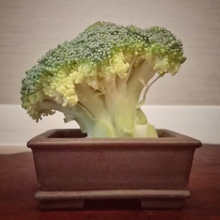 Telegram profile photo for Bonsai Italia 🌳🇮🇹