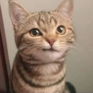 Telegram profile photo for ✈️Шуршун in USA🇺🇸