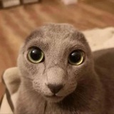 Telegram profile photo for i'm all ears