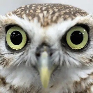Telegram profile photo for Мудрость жизни