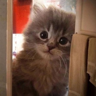 Telegram profile photo for Котовые мемы