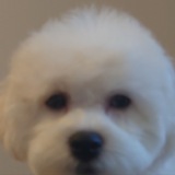 Telegram profile photo for Тапочек тапочка.