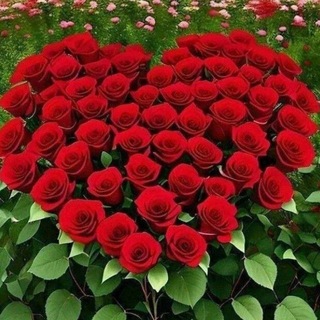 Telegram profile photo for ꯭✨⃟꙰꯭❘𝄄꯭🇺🇿꯭𝄄꯭❘🌹🌺𝑨𝑻𝑰𝑹𝑮𝑼𝑳𝑳𝑨𝑹 🌺𝑰𝑭𝑶𝑹𝑰 🌹𝄄❘꯭🇺🇿꯭꯭꯭𝄄❘꯭꯭⃟꙰꯭