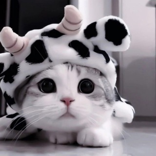Telegram profile photo for Животный Мир