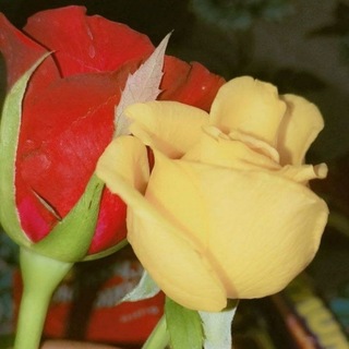 Telegram profile photo for ALL NEW STYLISH DP& STATUS πΏβ¨π₯πβ€οΈ