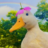 Telegram profile photo for Duck Pictures and Videos 💕
