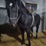 Telegram profile photo for Mawxur otlar