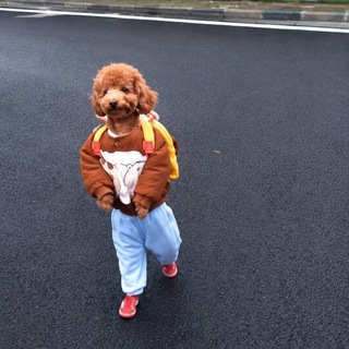 Telegram profile photo for dogwifpants