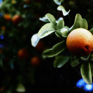 Telegram profile photo for Отзывы🍊